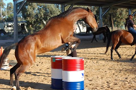 Riverbend Veterinary Service - Buronga , Australia