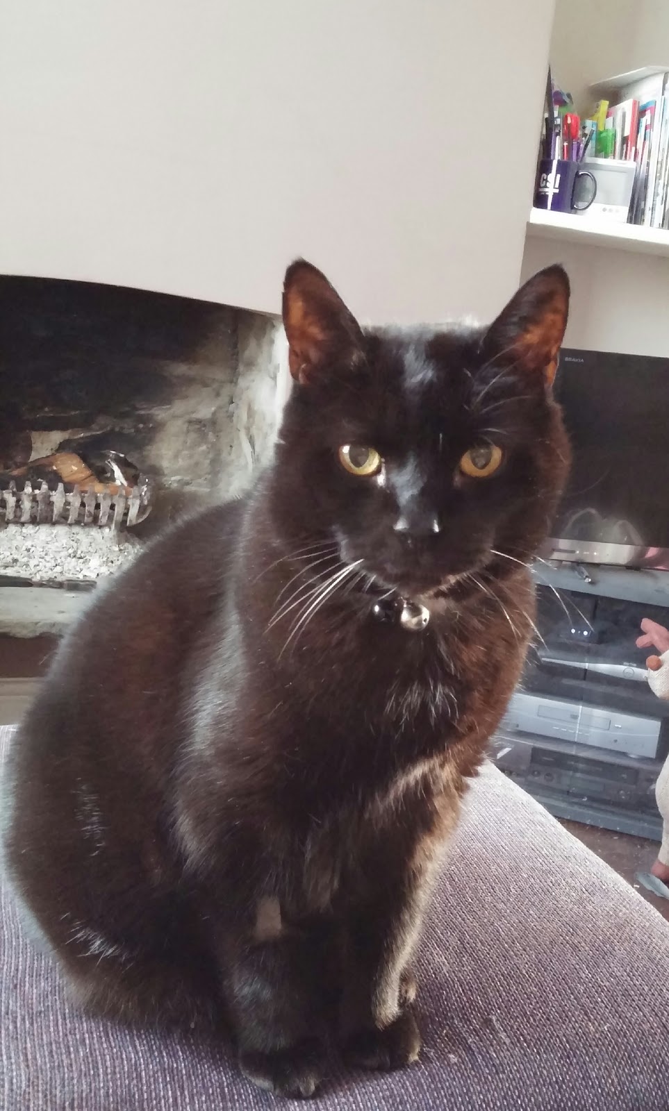 The Cardiff Cat Clinic - Cardiff , United Kingdom