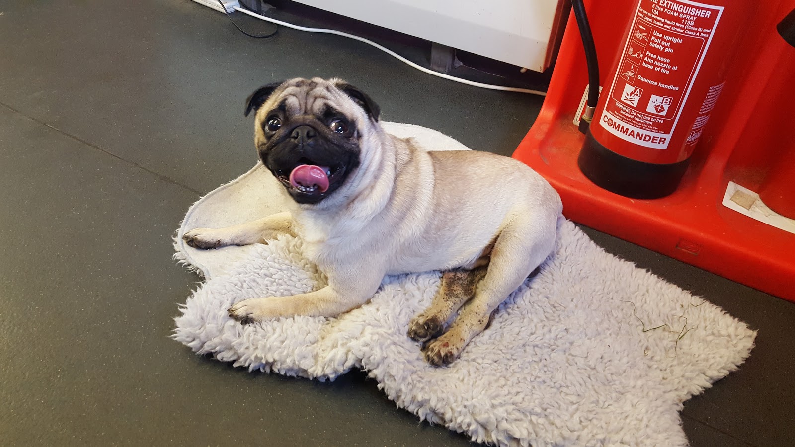 South Wales Vets Newport - Newport , United Kingdom