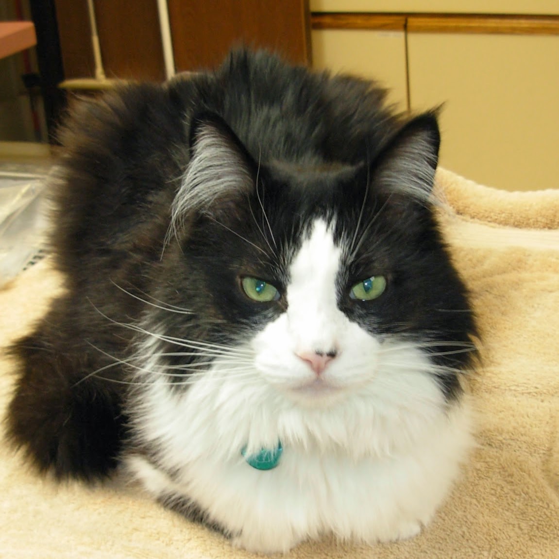 Auburn Animal Hospital - Rochester Hills , United States
