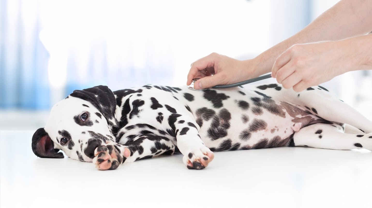 Coronado Veterinary Hospital - Coronado , United States