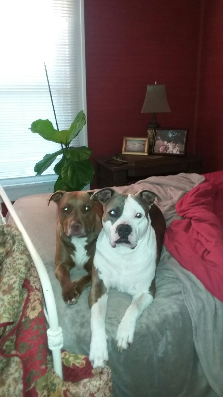 Phillips Animal Medical Hospital - Gastonia , United States