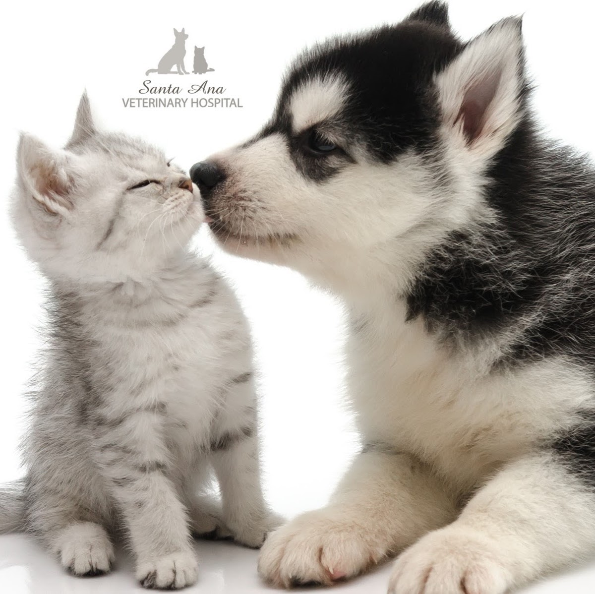 Santa Ana Veterinary Hospital - Santa Ana , United States