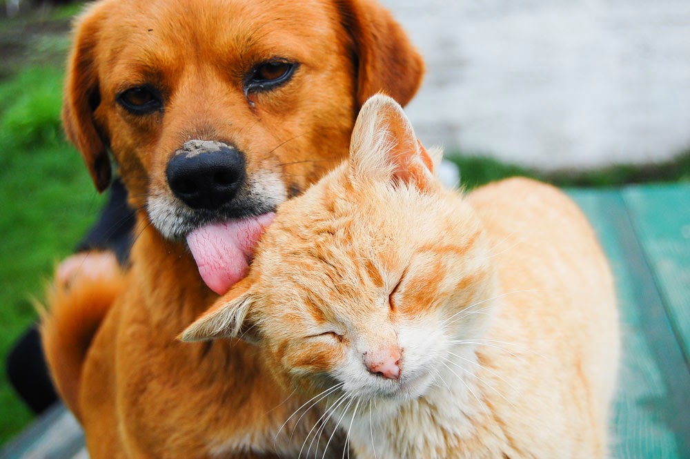 Janesville Veterinary Clinic East - Janesville , United States