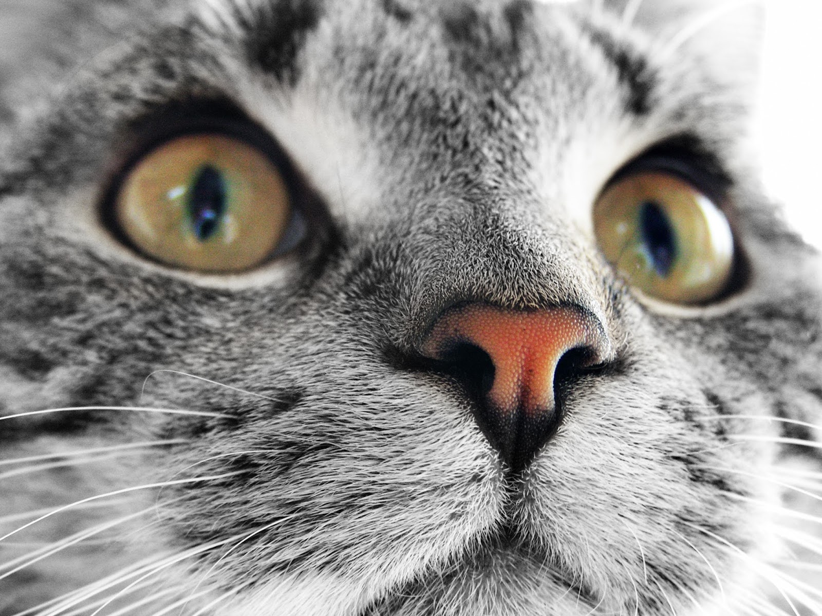 Pet Doctor - Rockwall , United States