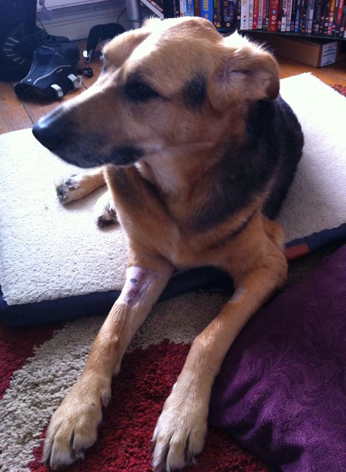 Medivet Tyldesley - Wigan , United Kingdom
