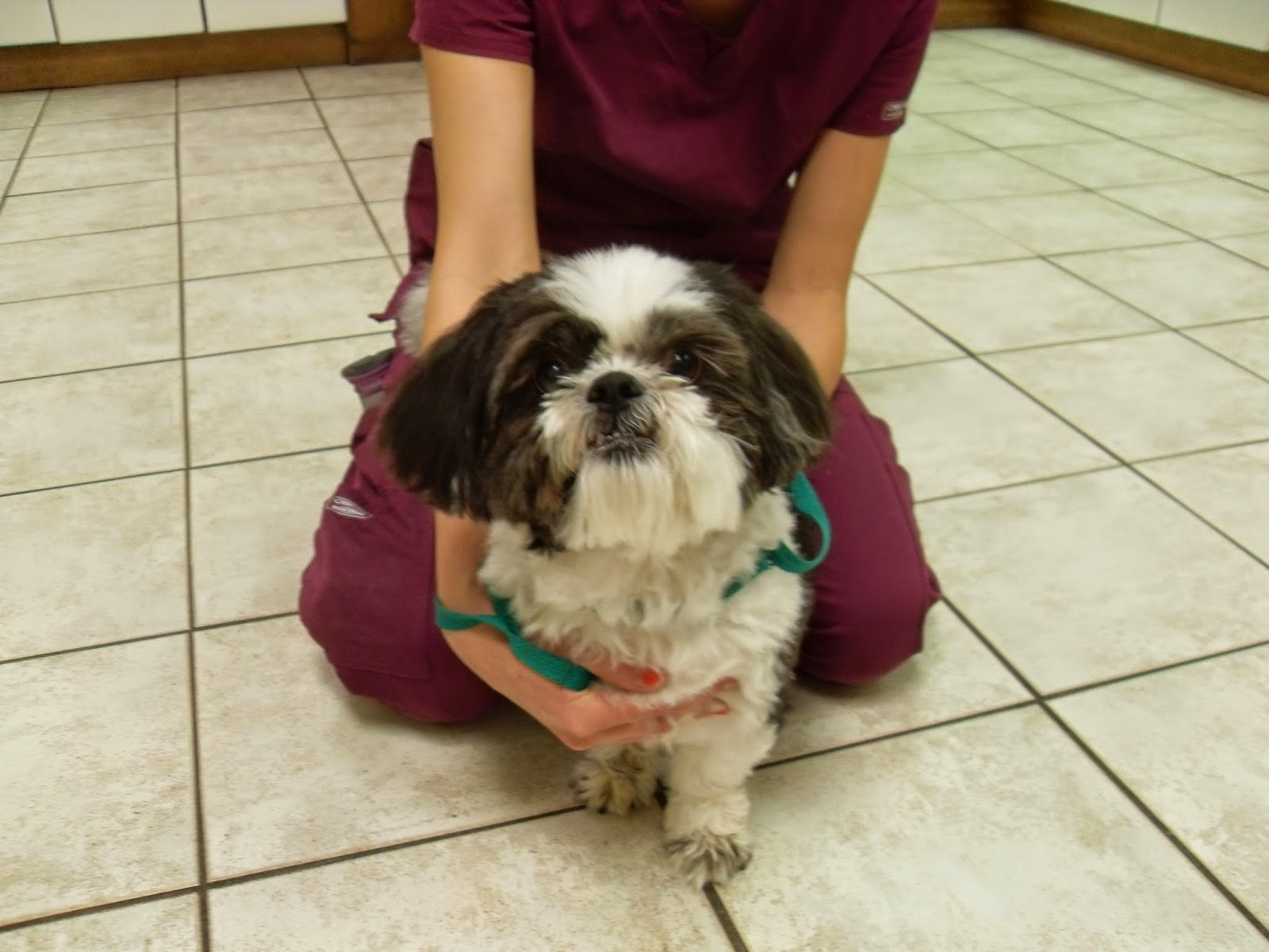 White Oaks West Animal Hospital - Springfield , United States