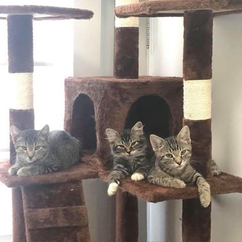Petvacx Animal Hospital - Rockville , United States