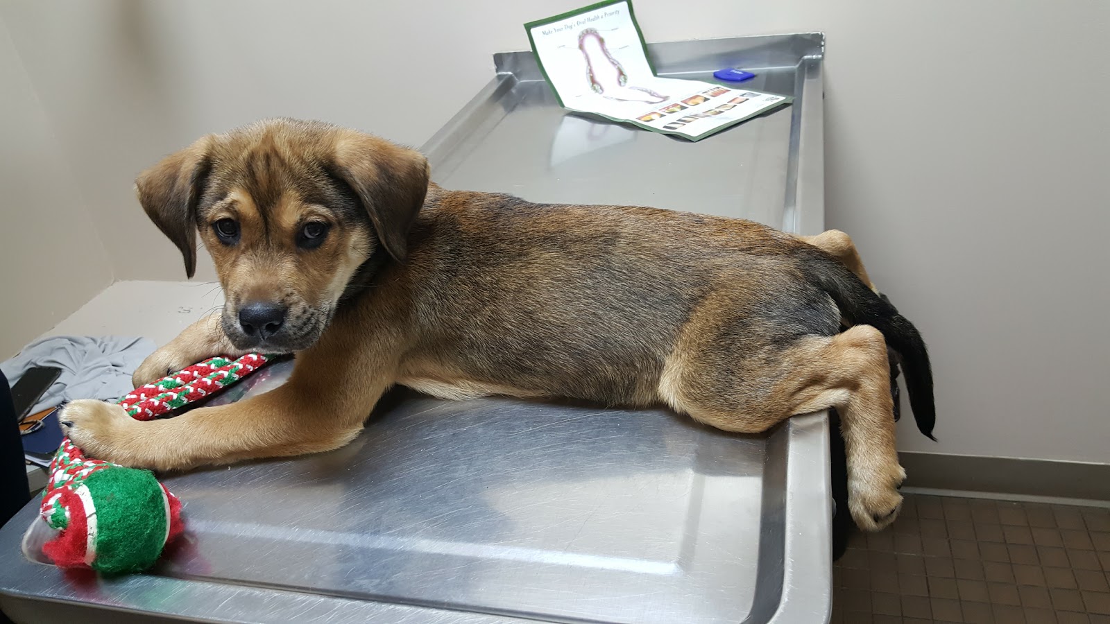 Glenville Veterinary Clinic - Scotia , United States