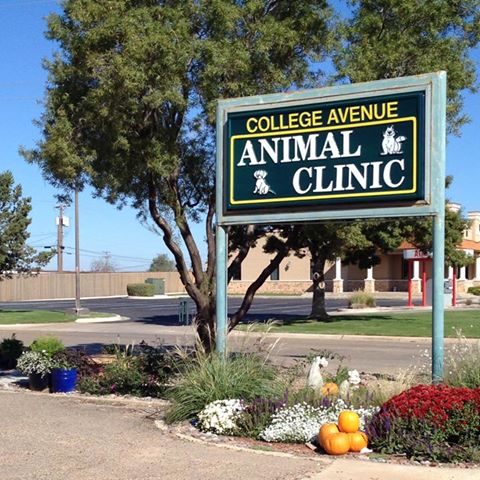 College Avenue Animal Clinic - Levelland , United States