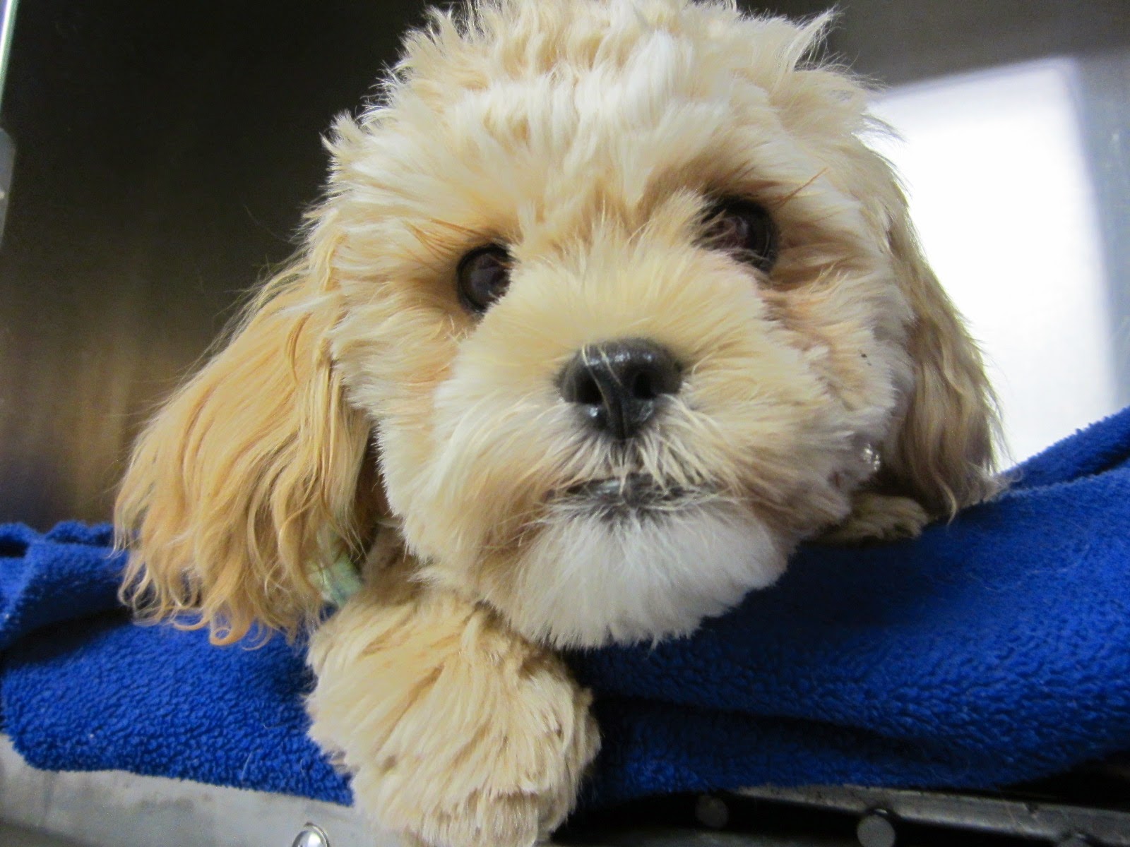 Gordon Vet Hospital - Pymble , Australia