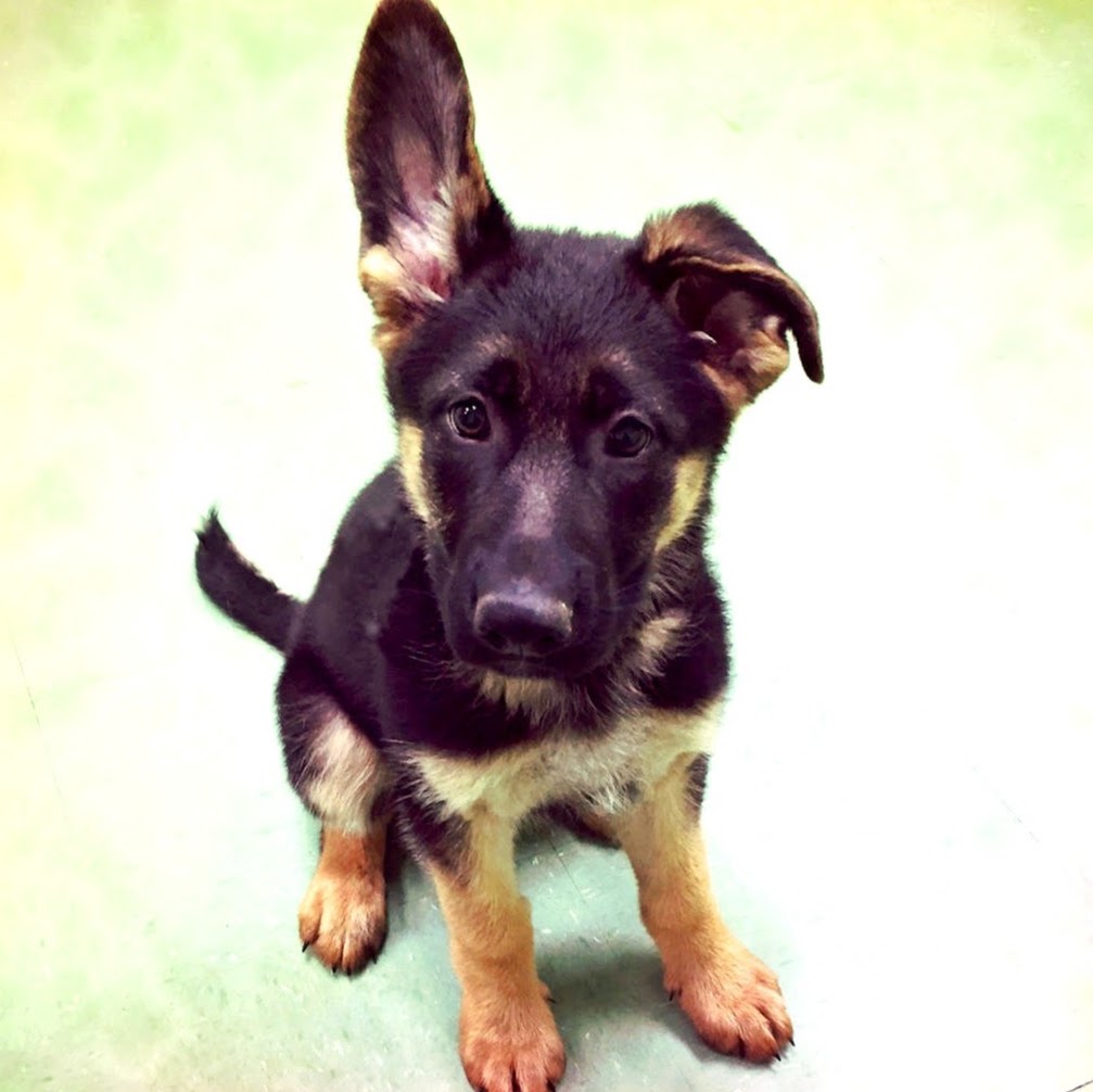 Hope Crossing Animal Hospital - Pittsboro , United States