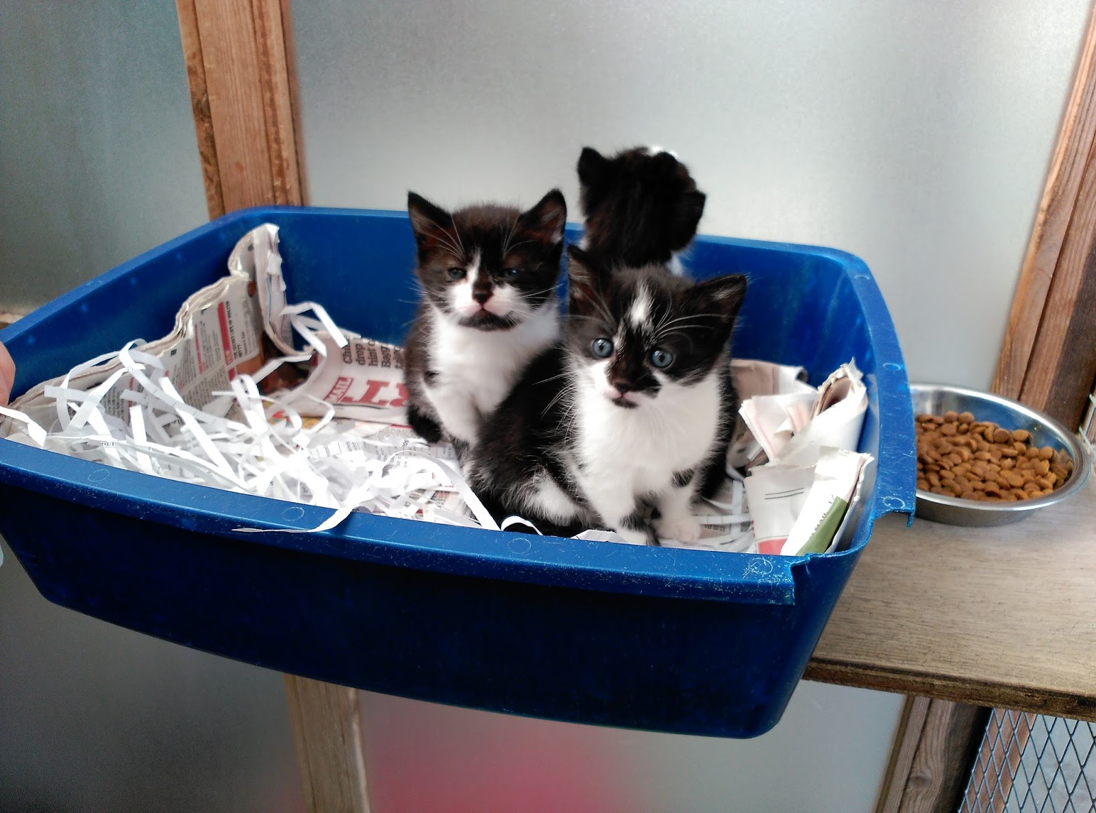 Cramar Veterinary Practice - Birmingham , United Kingdom