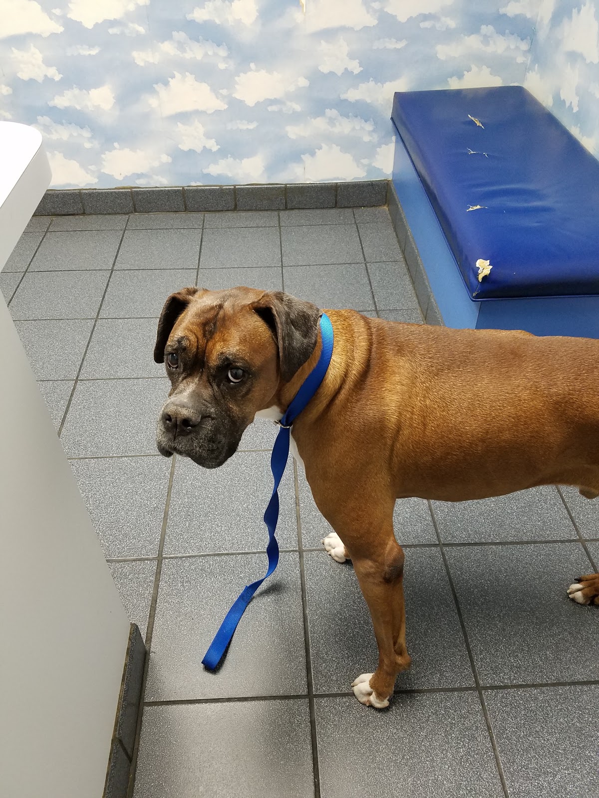 Riverbark Veterinary Hospital - Fayetteville , United States