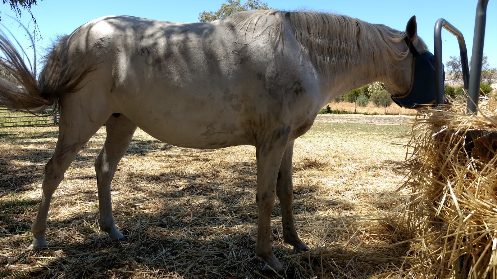 Rspca Wa - Malaga , Australia