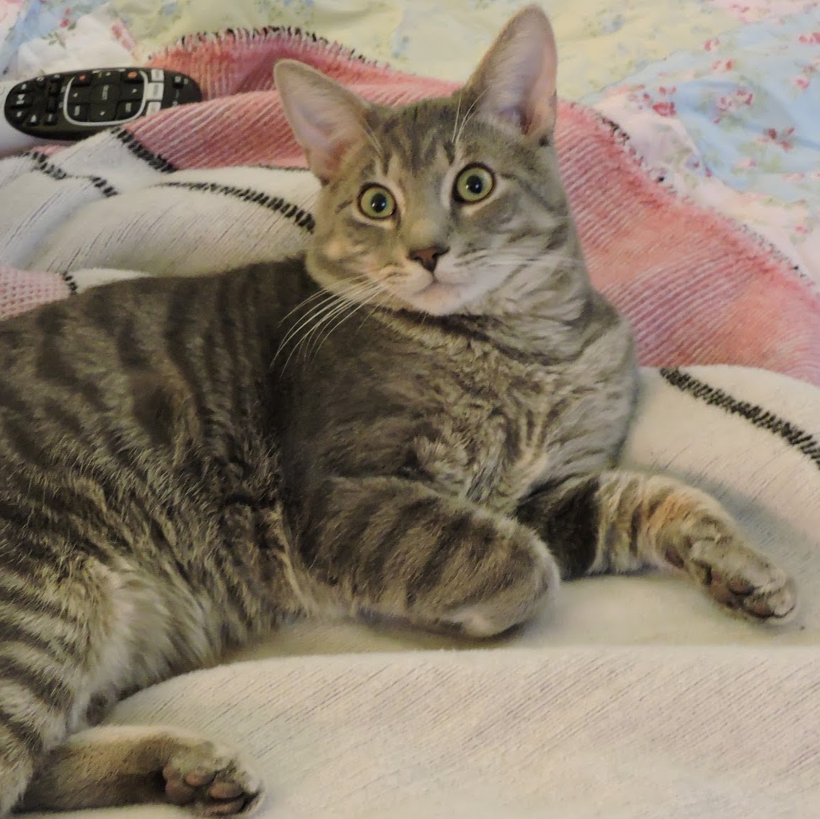 Animal Wellness Of Strongsville - Strongsville , United States
