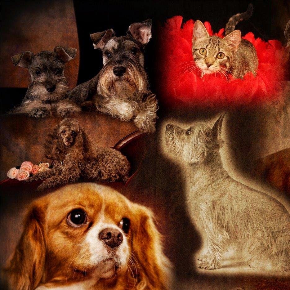 Manchaca Road Animal Hospital - Austin , United States