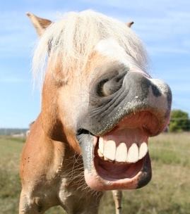Carolina Equine Clinic - Southern Pines , United States