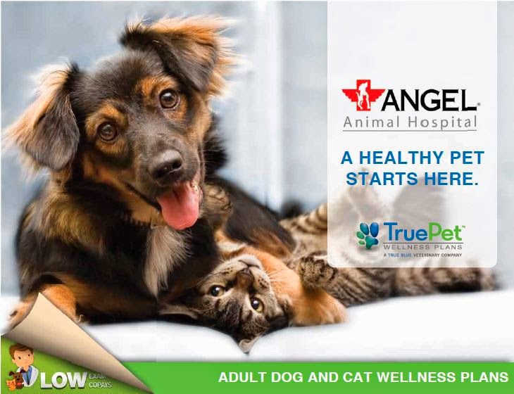 Angel Animal Hospital - Springfield , United States
