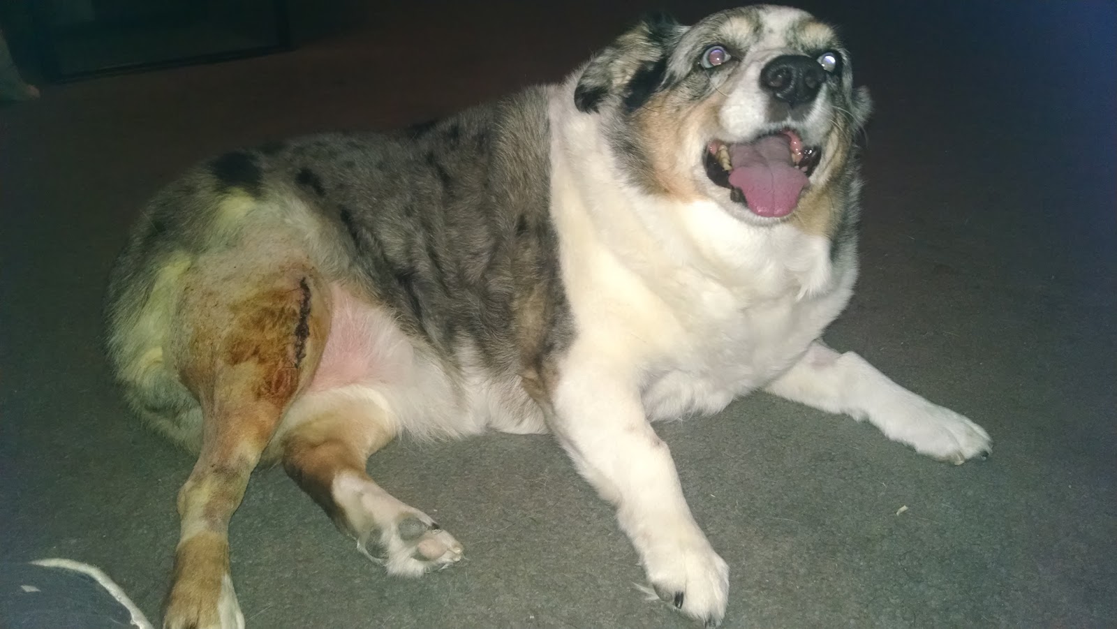 Cheyenne West Animal Hospital - Las Vegas , United States