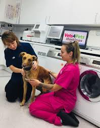 Vets4Pets Hastings - Saint Leonards-on-sea , United Kingdom