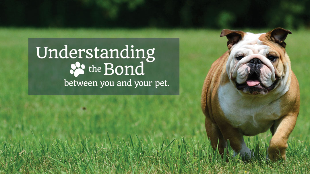 Palos Animal Hospital - Palos Heights , United States
