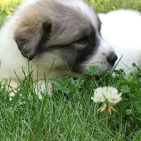 The Animal Hospital Of Gurnee P C - Wadsworth , United States