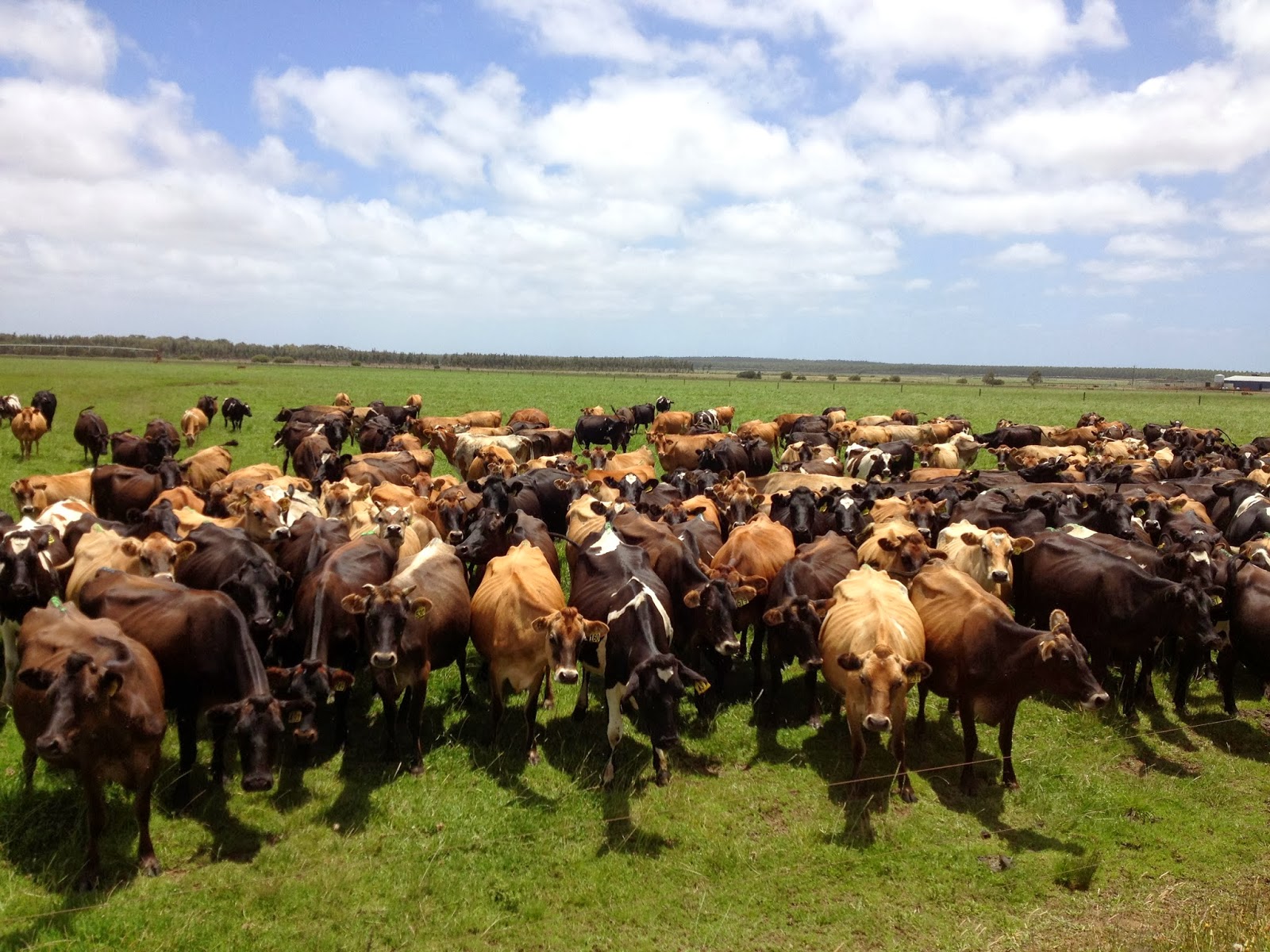 Rosabrook Veterinary Services - Margaret River , Australia
