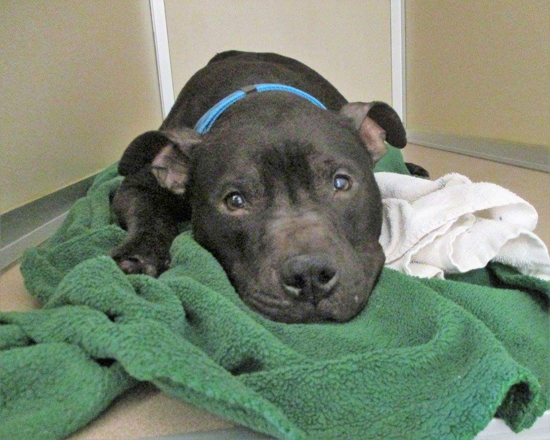 Spay Neuter Clinic Of The Carolinas - Charlotte , United States