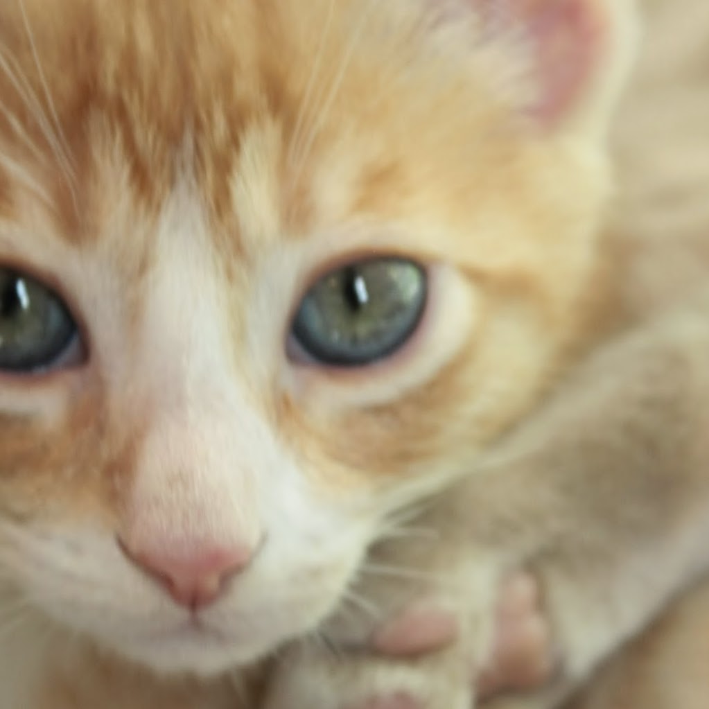 Ann Arbor Cat Clinic - Ann Arbor , United States