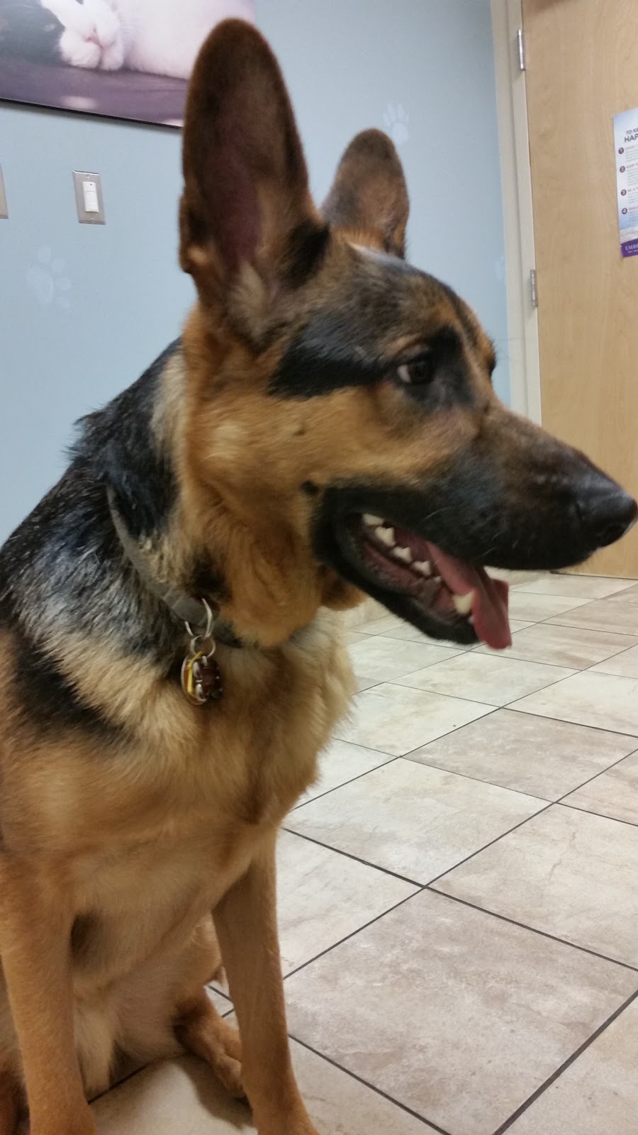 Boston Animal Hospital - Boston , United States