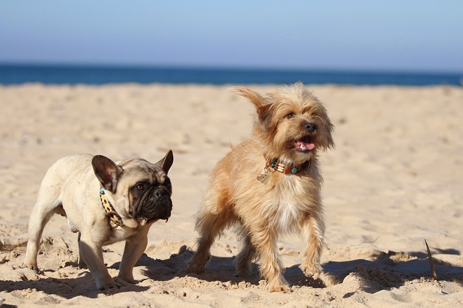 Vetwest Animal Hospitals Midland - Midvale , Australia