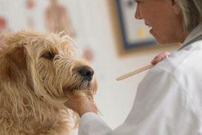 Broadmead Village Veterinary Clinic - Victoria , Canada