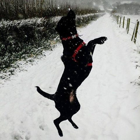 Woodward Veterinary Practice - Ashby-de-la-Zouch , United Kingdom