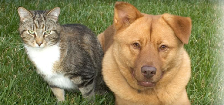 Throgs Neck Animal Hospital - Bronx , United States