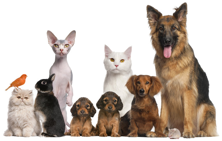 Glenvale Veterinary Clinic - Glen Waverley , Australia