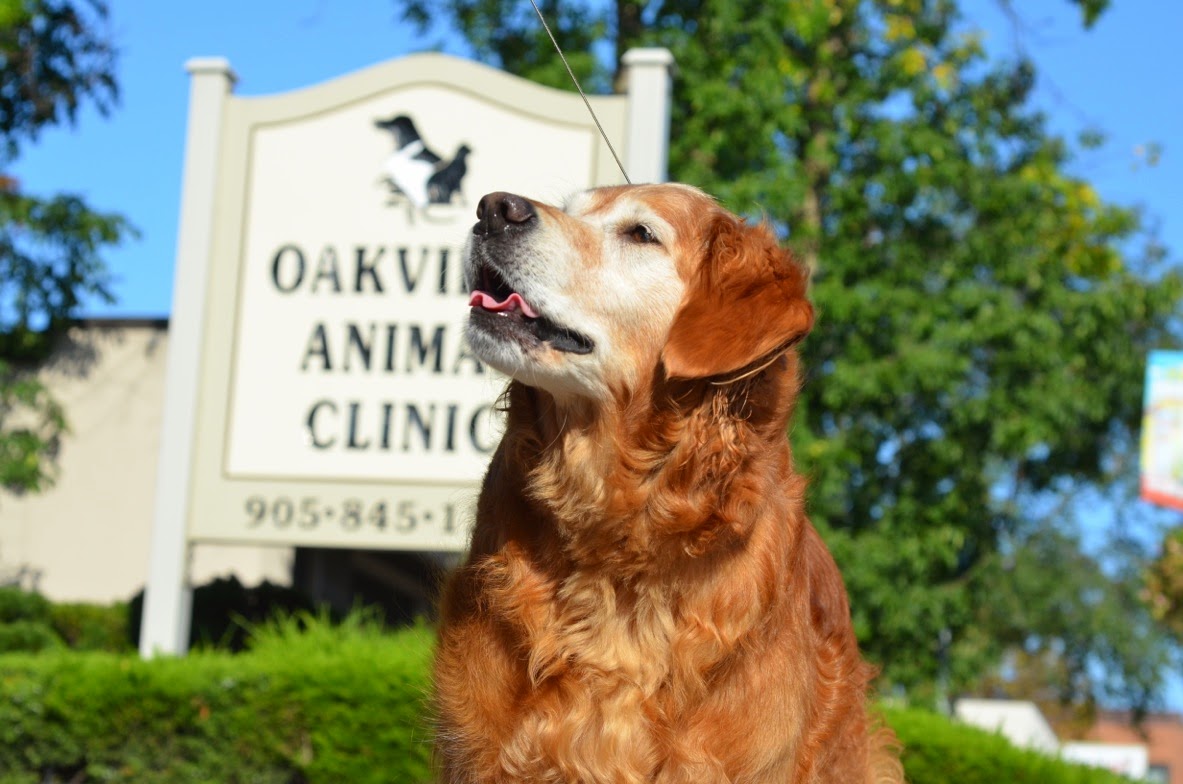 Oakville Animal Clinic - Oakville , Canada