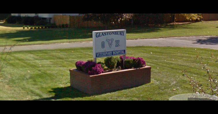 Glastonbury Veterinary Hospital - Glastonbury , United States