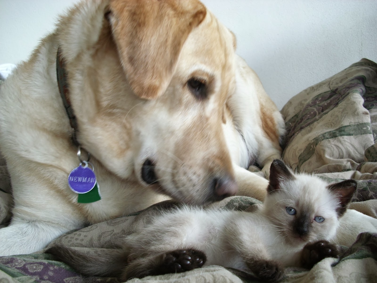 Newman Veterinary Center - Sanford , United States