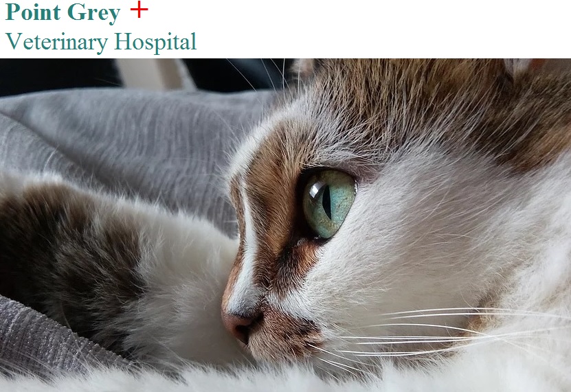 Point Grey Veterinary Hospital - Vancouver , Canada
