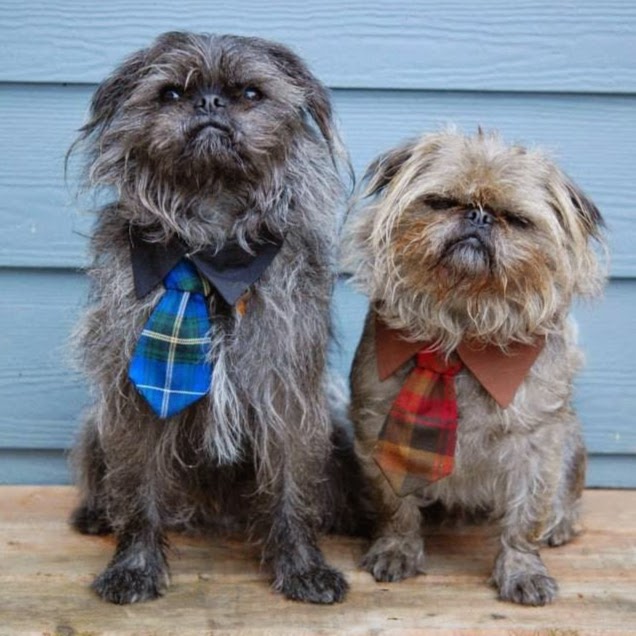 Dean Park Pet Hospital - North Saanich , Canada