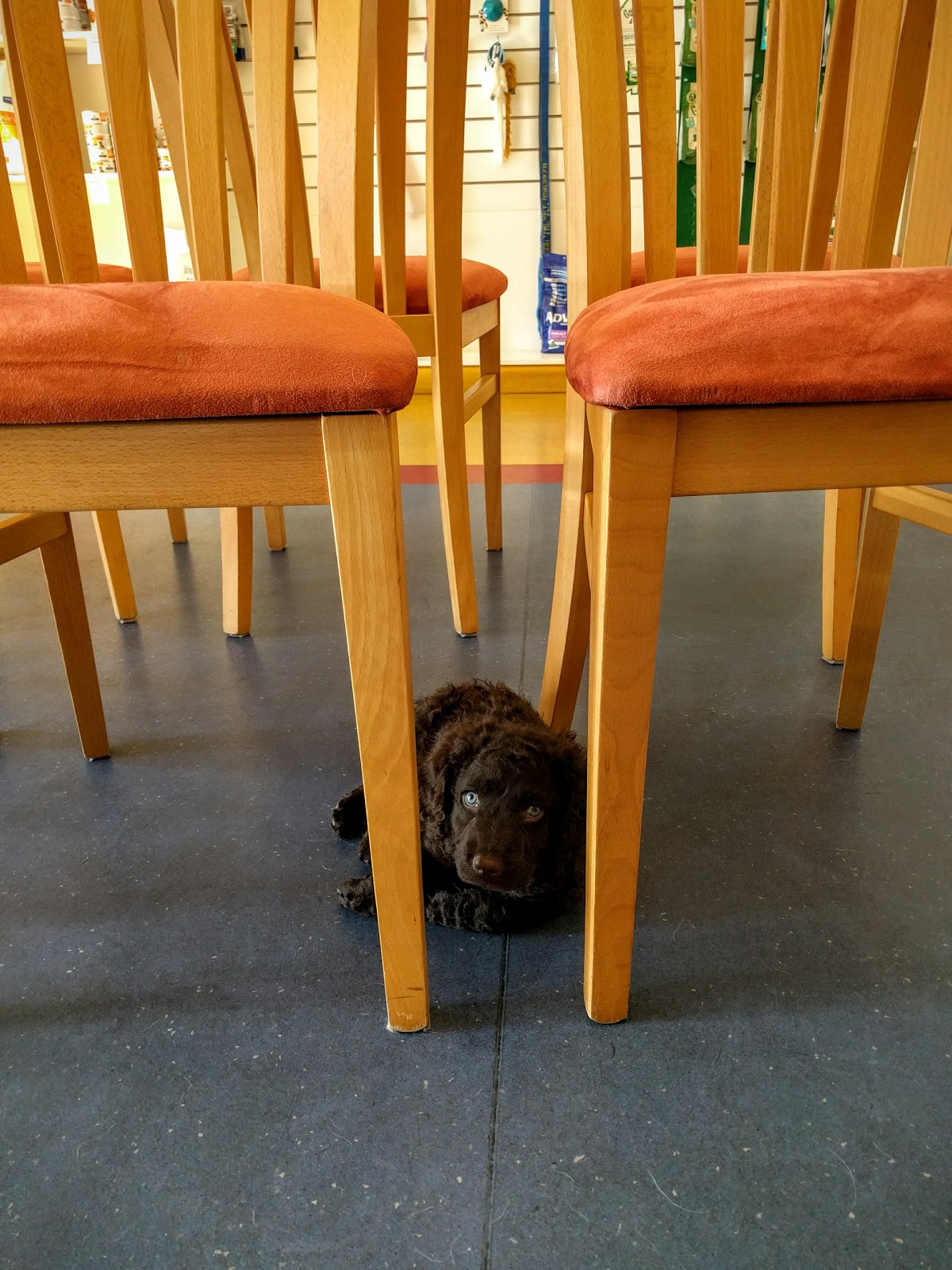 The Furry Family Veterinary Clinic - Bentleigh , Australia