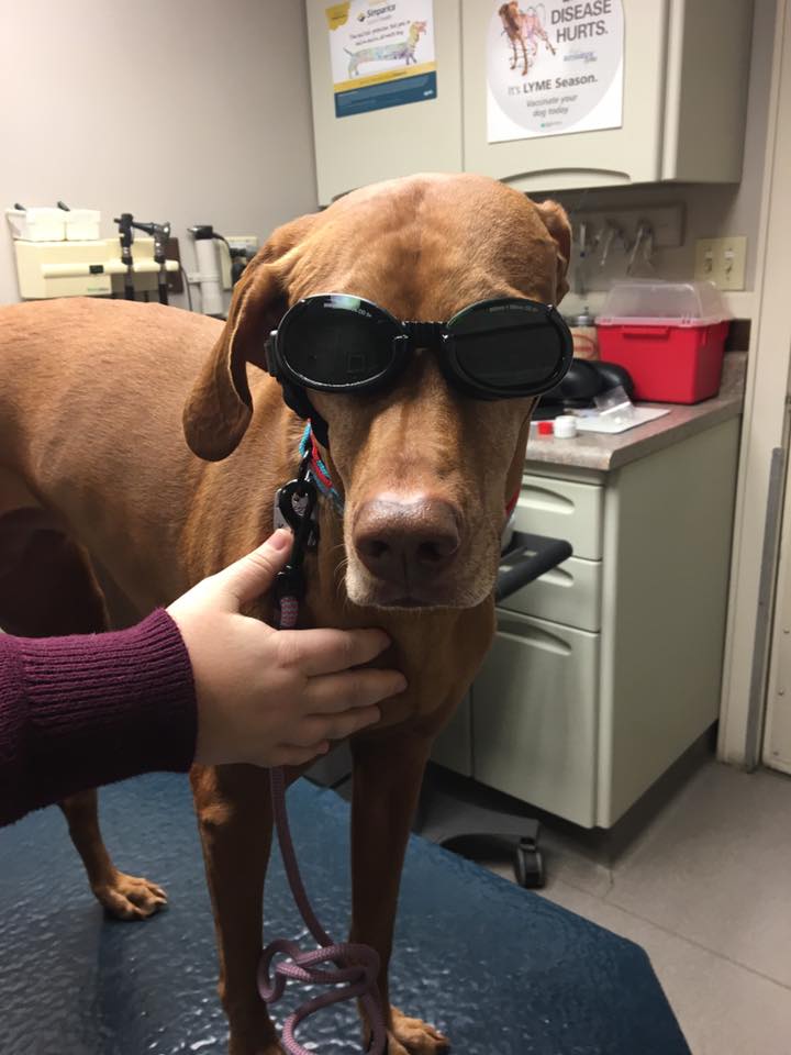 Warren Animal Hospital - Phillipsburg , United States