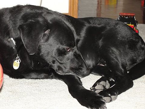Especially Pets - New Albany , United States