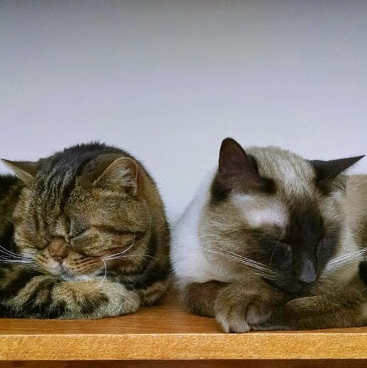 Plainfield Pet Hospital - Grand Rapids , United States