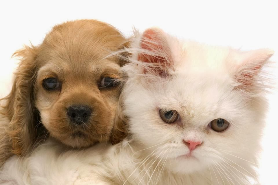 Westmount Animal Clinic - Calgary , Canada