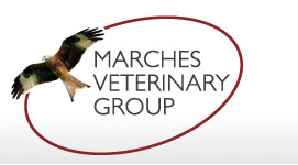 Medivet Leominster Marches Veterinary Group - Leominster , United Kingdom