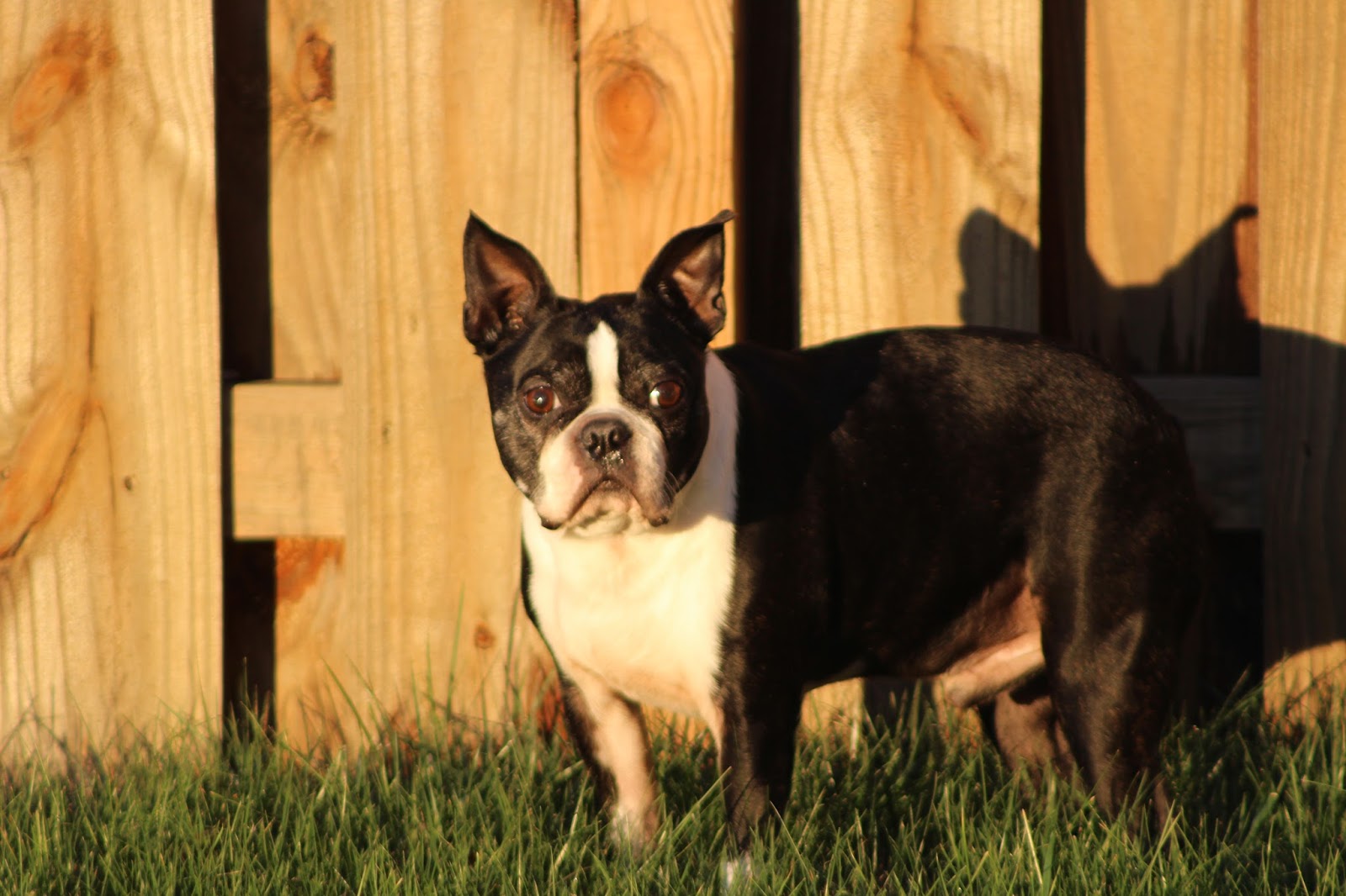 Armstrong Animal Clinic - Charlotte , United States