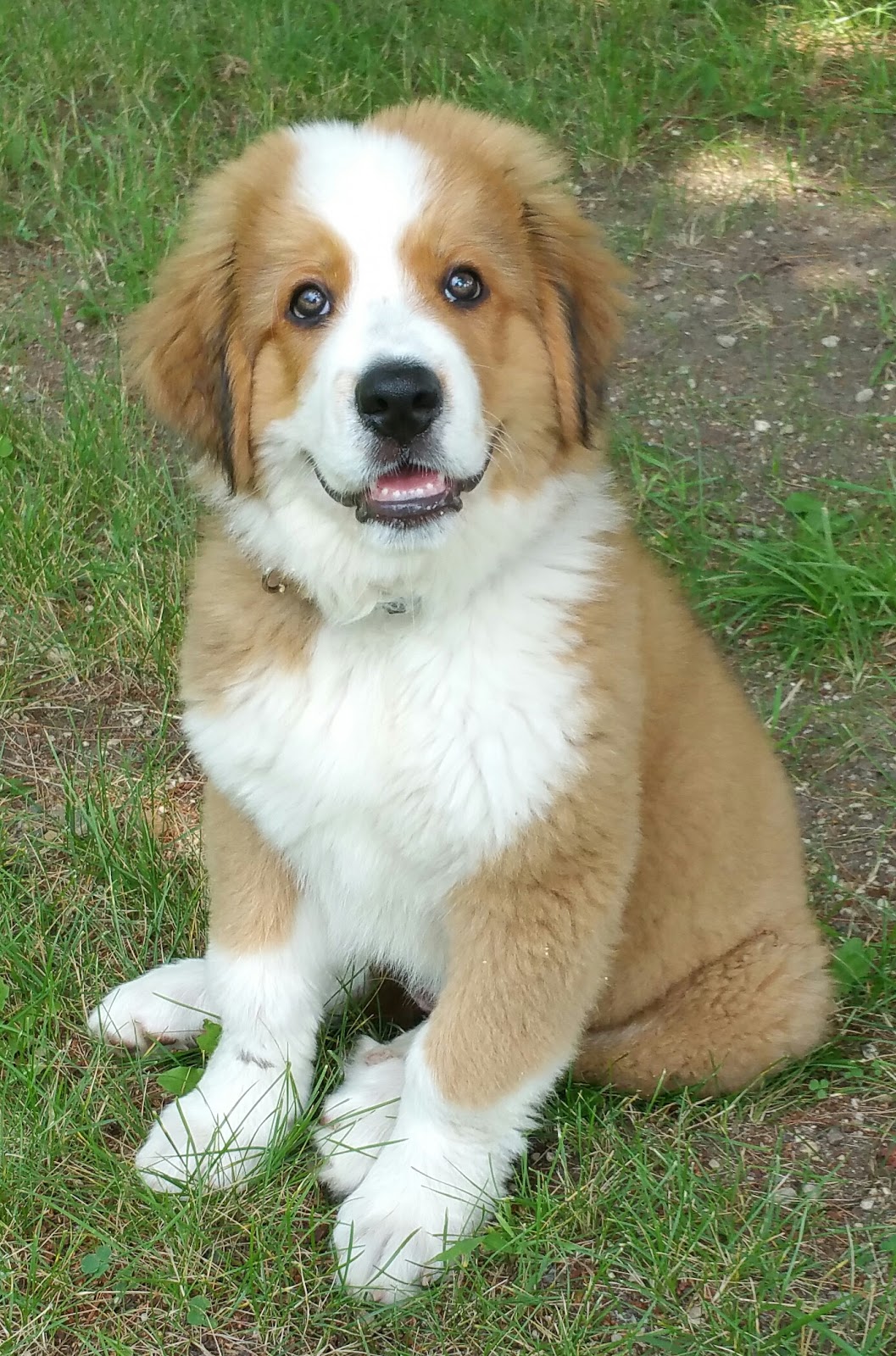 Southkent Veterinary Hospitals - Caledonia , United States