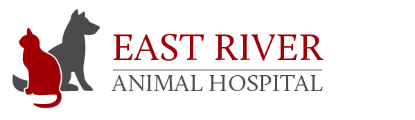 East River Animal Hospital - New Glasgow , Canada